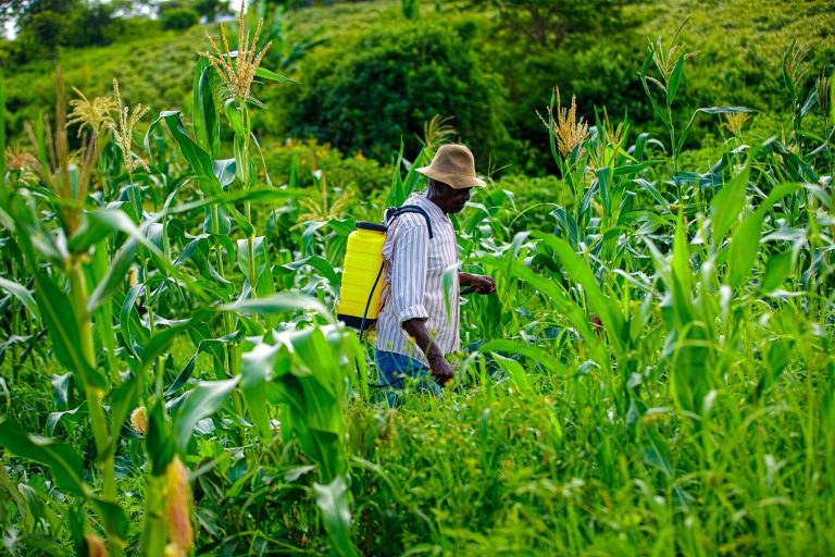A farmer tends to his cornfield using a backpack sprayer, amidst lush greenery and vibrant crops.