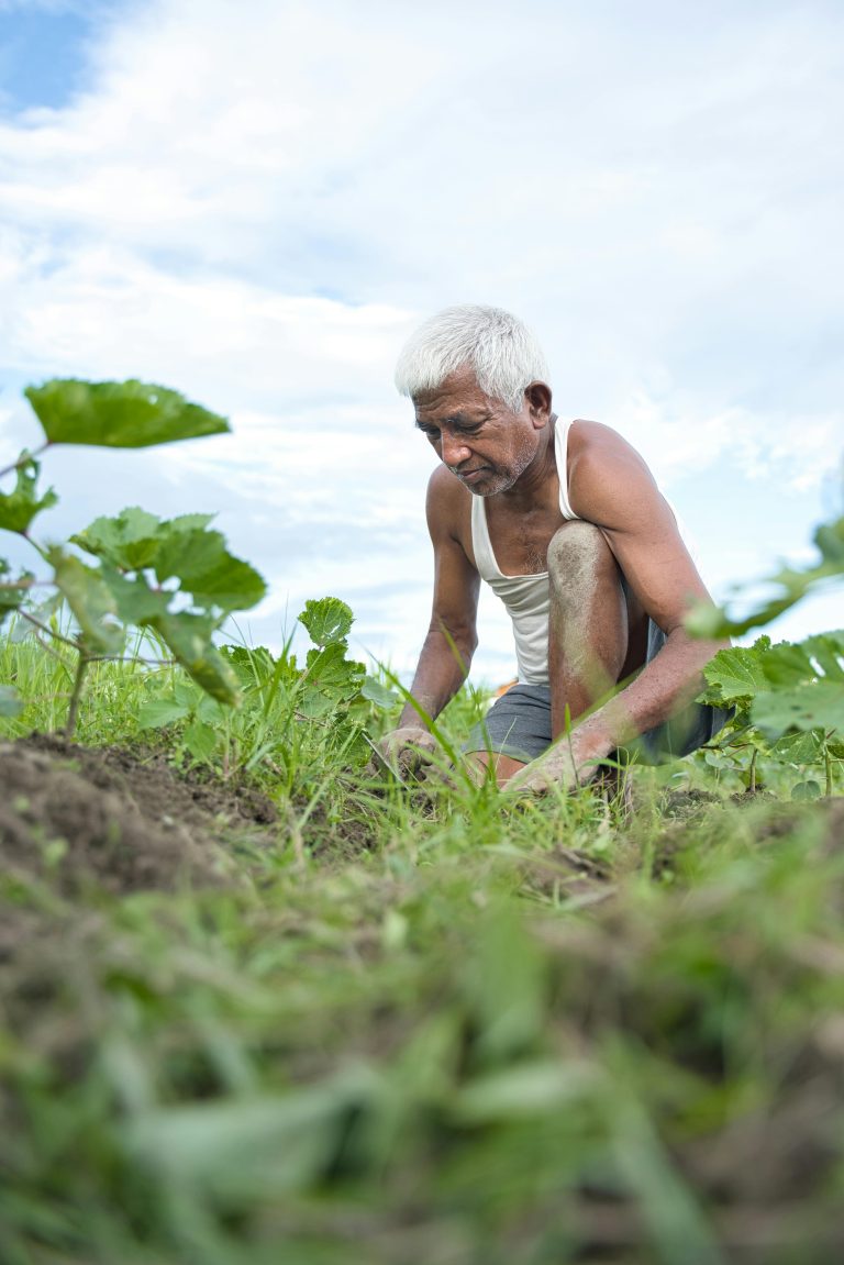 Elderly farmer crouching in a lush field, focused on tending to crops under a bright sky.