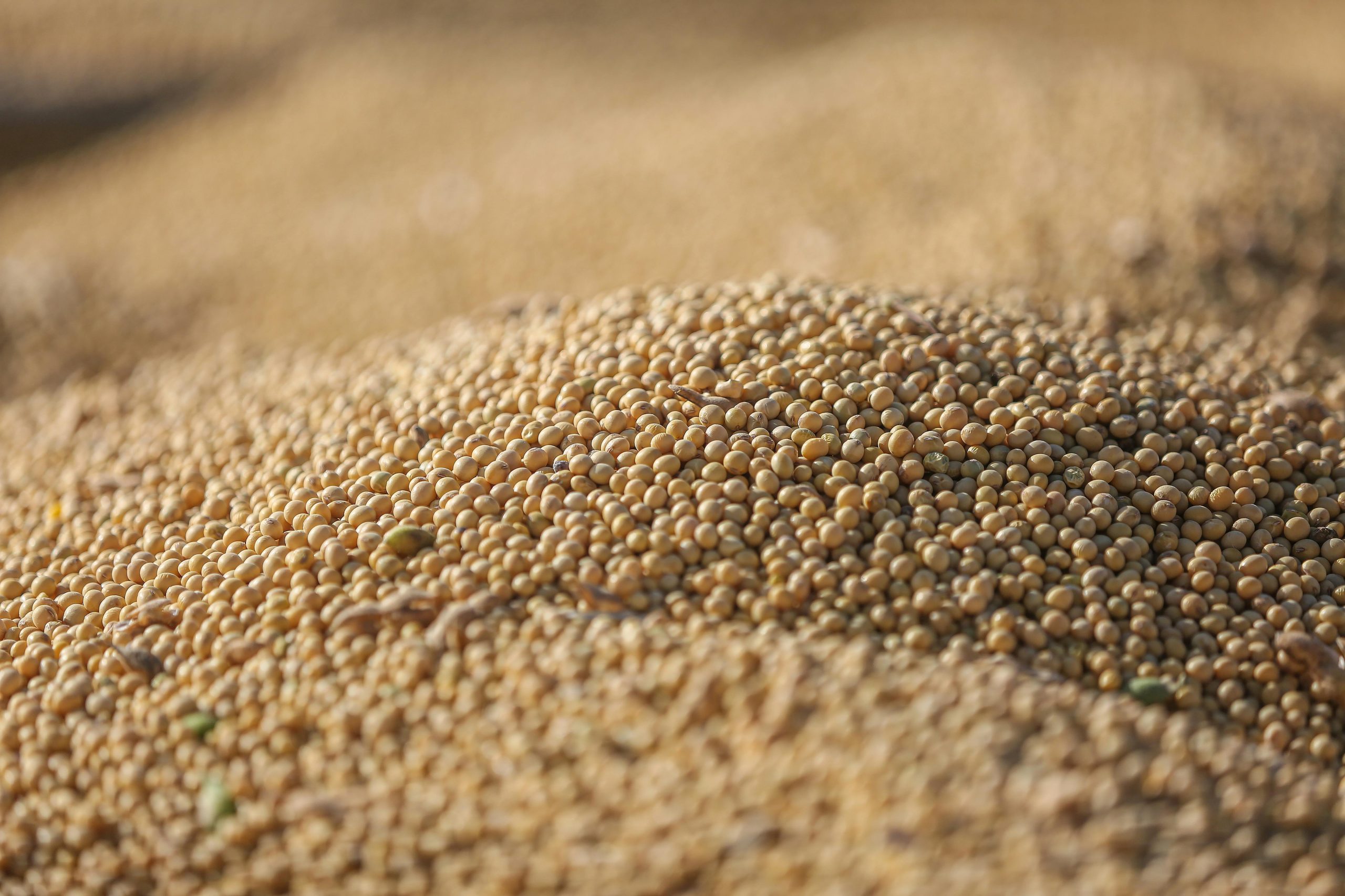 Detailed view of harvested soybeans highlighting agricultural abundance.